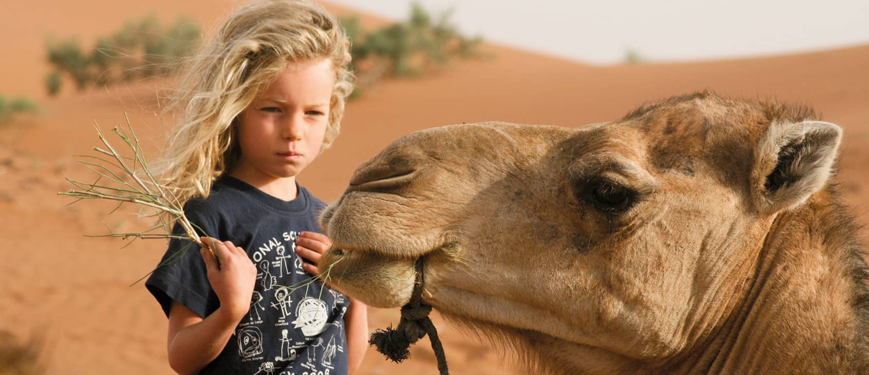 Child feeding camel