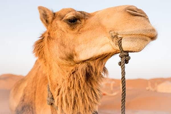 Handsome camel