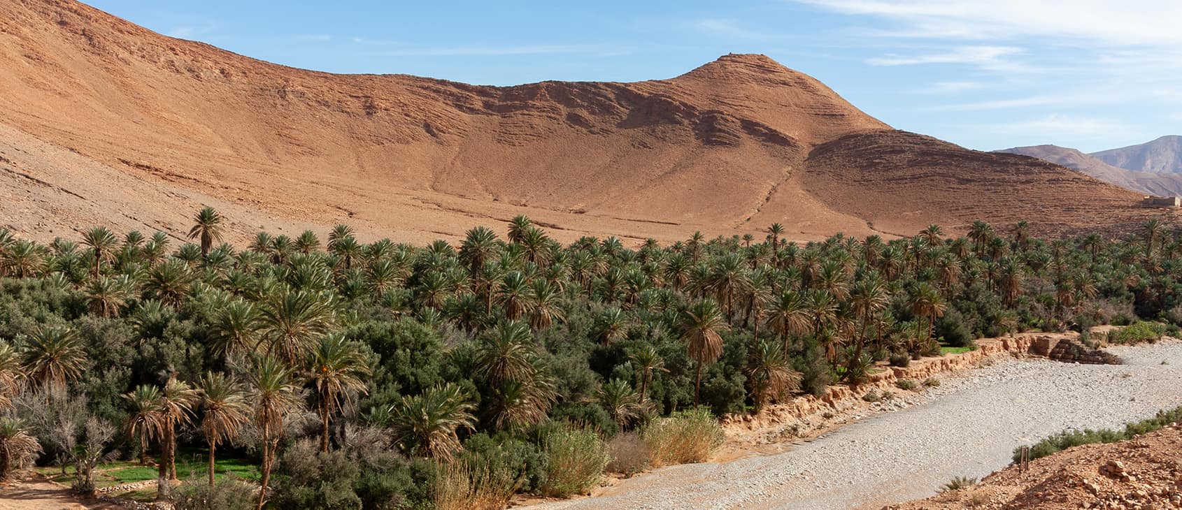 Date palm trees, southern Morocco