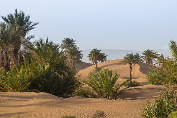 Dunes and palm trees, M'Hamid el Ghizlane