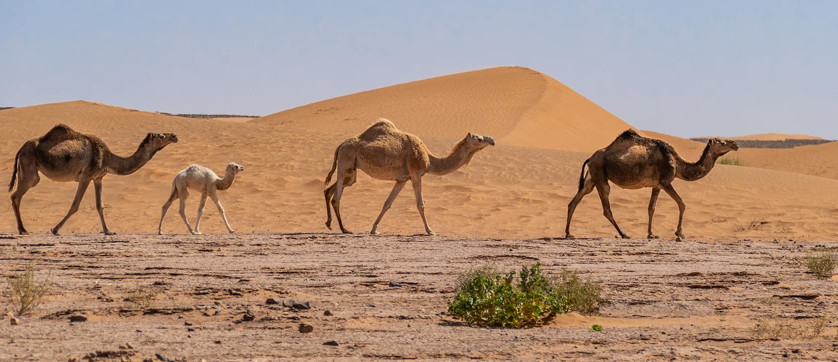 Camels - ships of the desert