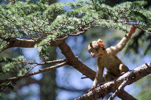 Young Barbary Macaque in a cedar tree near Azrou