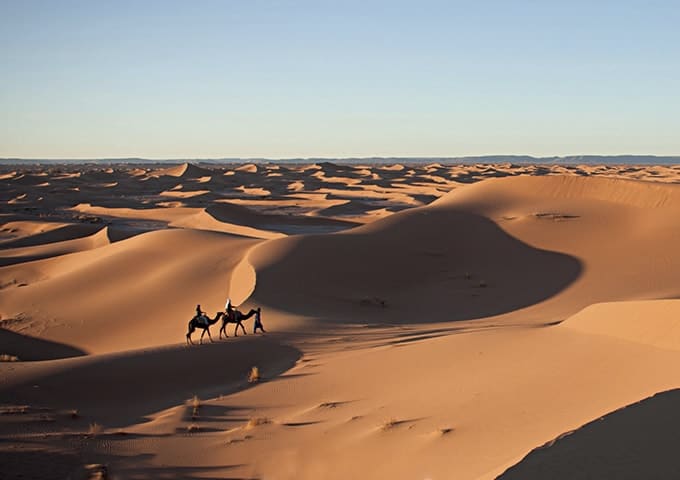 Camel trekking in the dunes