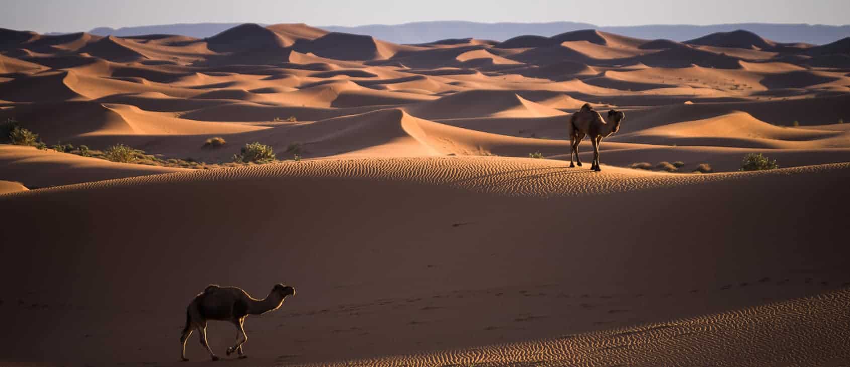 Camels, Erg Chigaga
