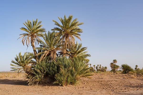 Cluster of date palms near M'Hamid el Ghizlane