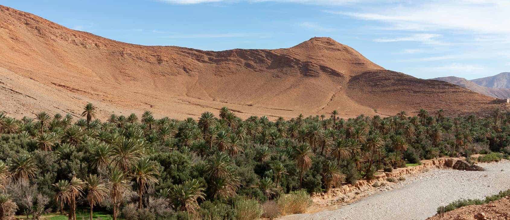 Date palm oasis near Tata