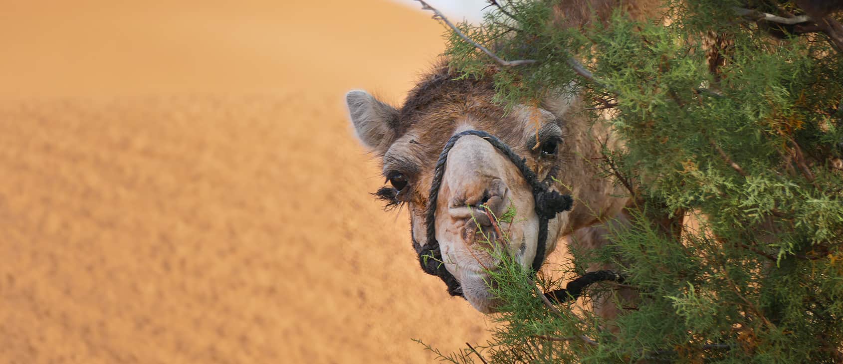 Camel enjoying some foliage